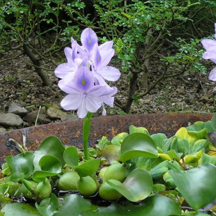 水葫芦水培水生绿植凤眼莲水草浮萍净化水质河道池塘绿化水葫芦苗