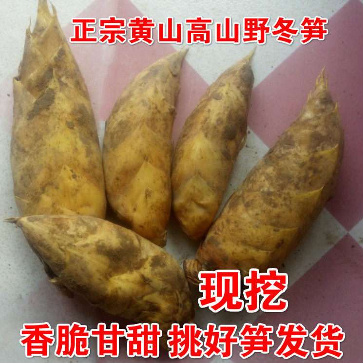 新鲜现挖野生冬笋歙县问政山春笋毛竹笋精选沙土笋满5斤包邮