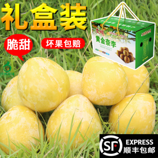 顺丰包邮湖南郴州汝城文明黄金奈李水果新鲜应季恐龙蛋脱骨脆纯甜