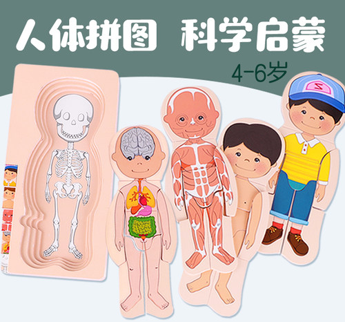 木质多层拼板人体器官认知