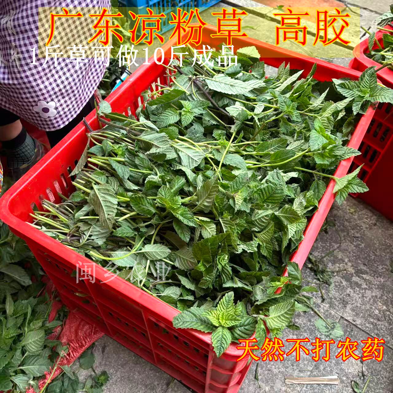 现割高胶新鲜仙草 黑凉粉 草粿 仙草冻 烧仙草新鲜现摘发货
