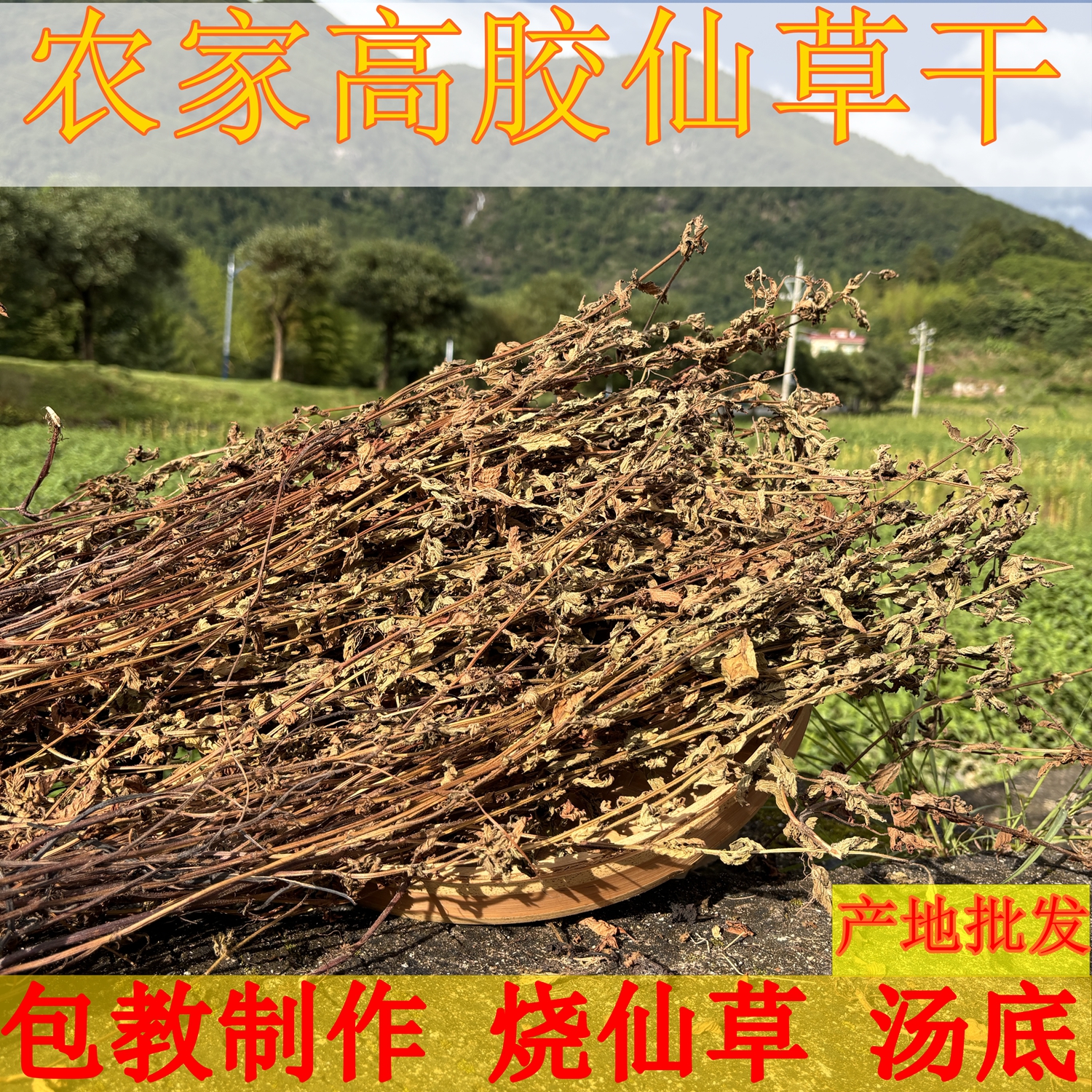 福建武平本地仙草高胶质仙草