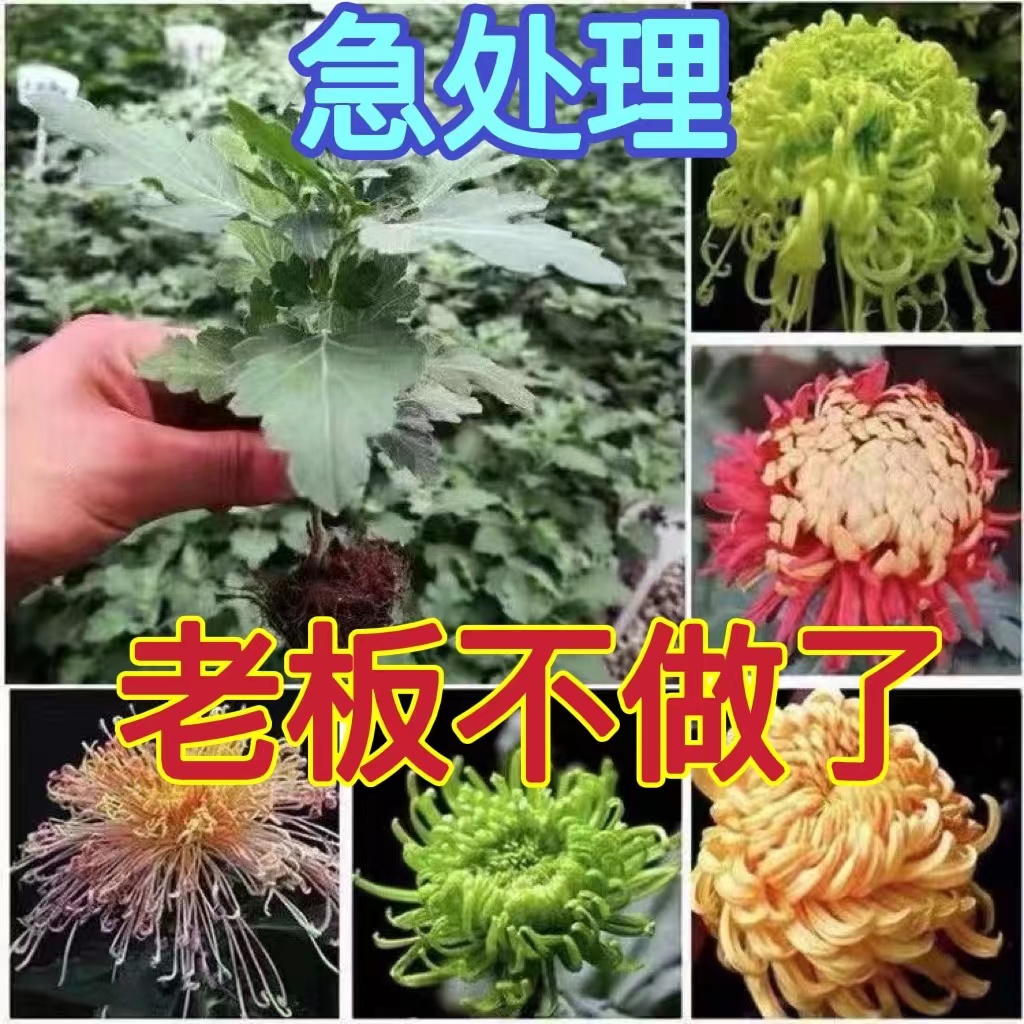 阳台庭院菊花苗大花四季开花盆栽