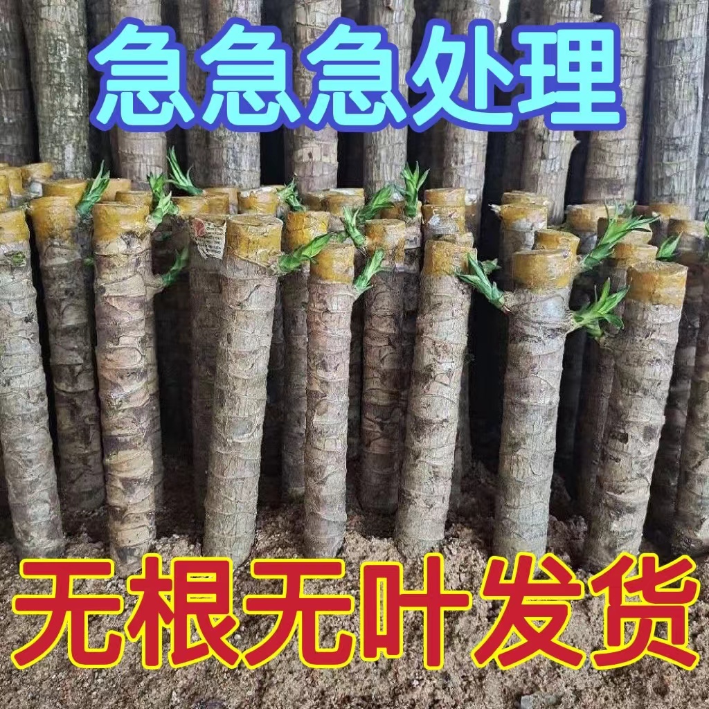 土培巴西木高杆幸运木花卉绿植大型盆栽室内外办公室客厅植物好养 鲜花速递/花卉仿真/绿植园艺 绿植 原图主图