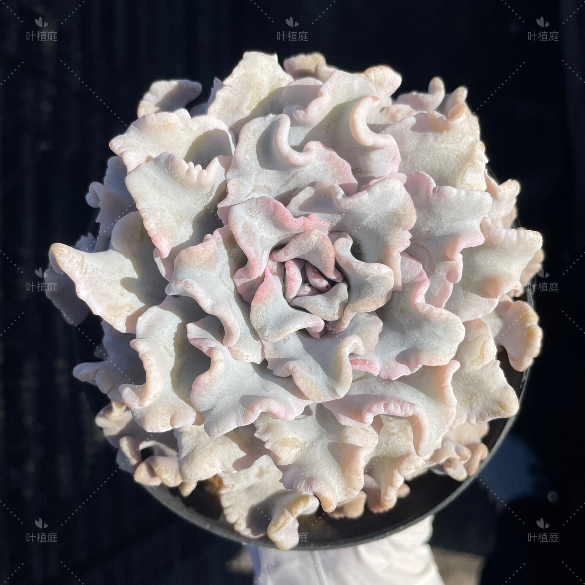 叶植庭【白色饺子皮/芭蕾舞者】一物一拍昆明发货