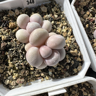 小奶酪一物一拍 美人系 昆明发货 品种名：文斯通小奶酪 叶植庭