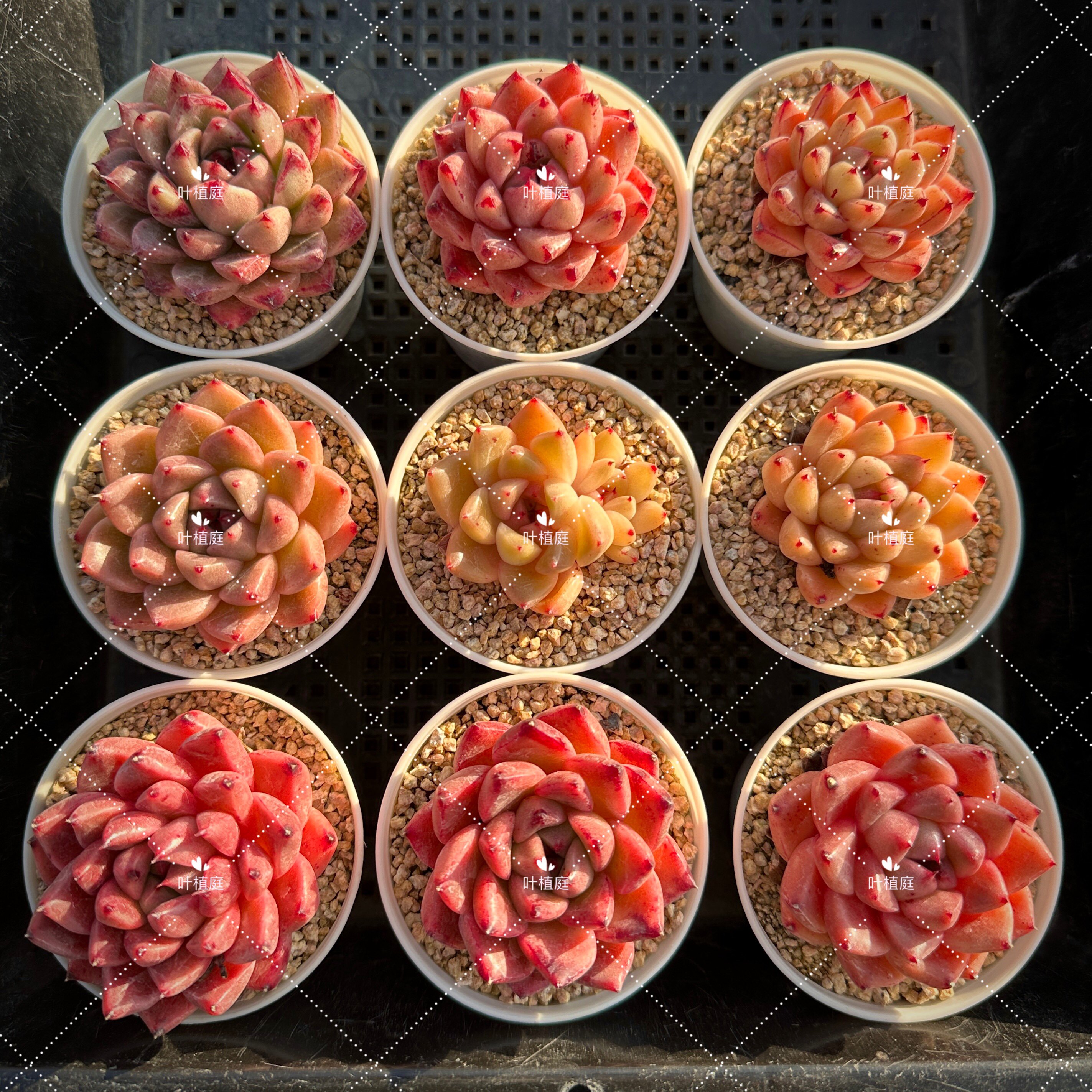 叶植庭多肉【品种名:金色石英】一物一拍 昆明发货