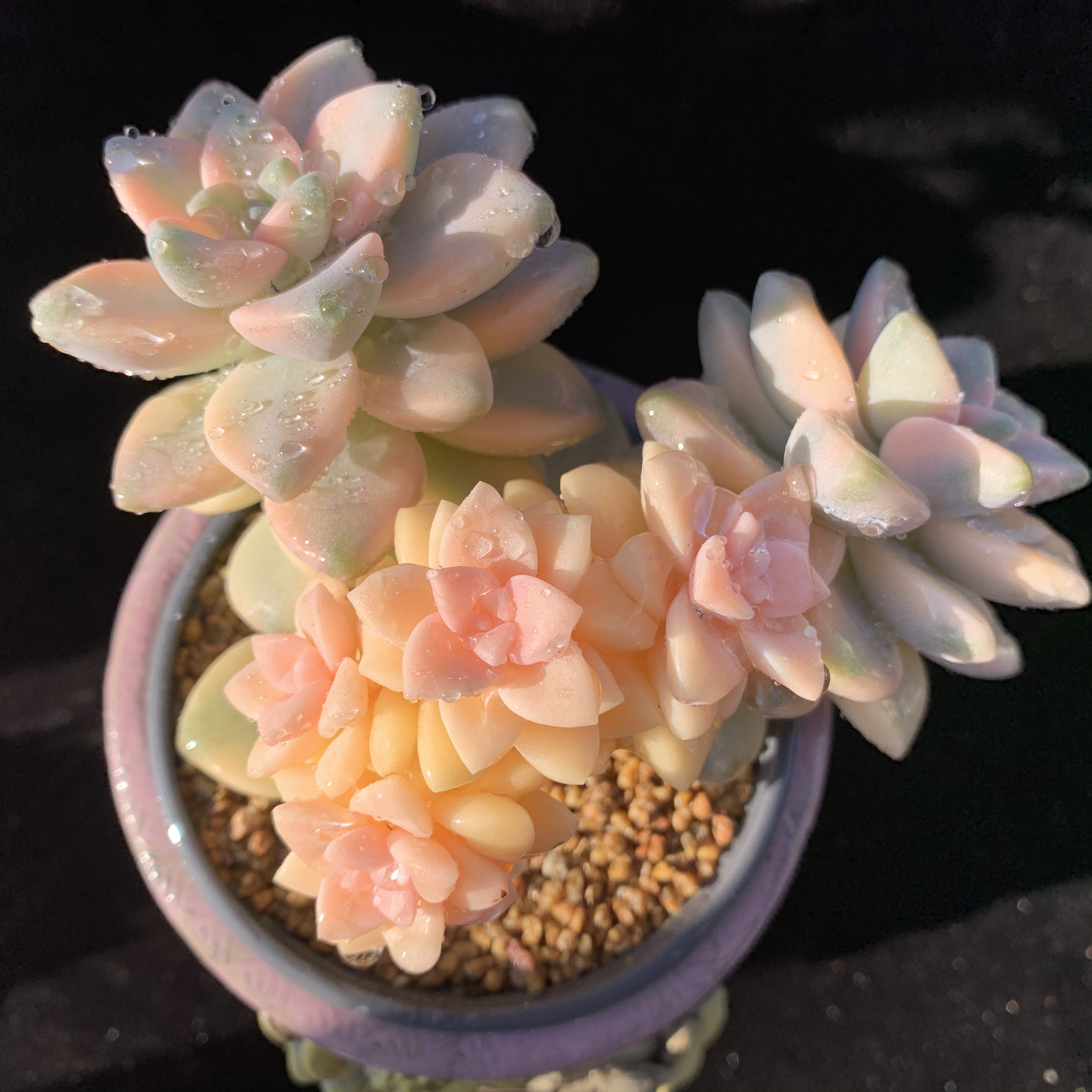 叶植庭【美杏锦】多肉一物一拍