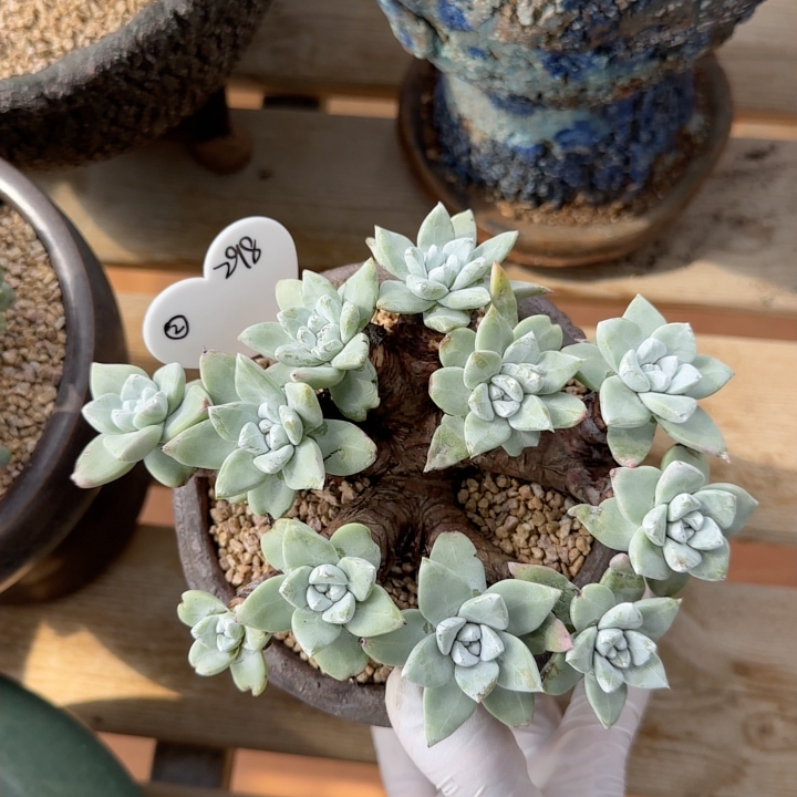 2苹果叶杂交
