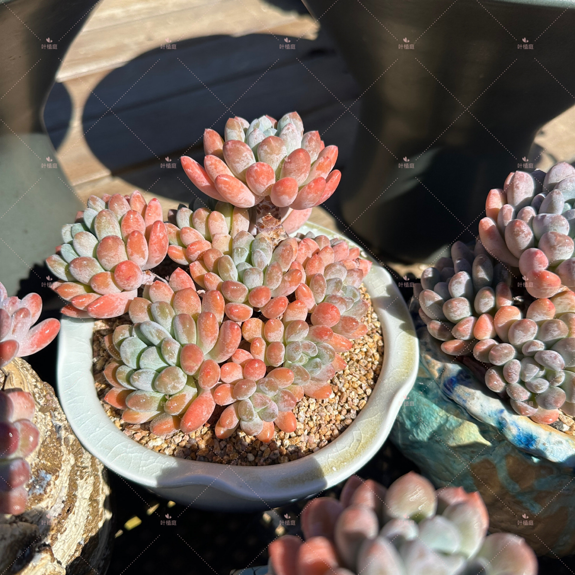 叶植庭多肉【灯美人】 一物一拍