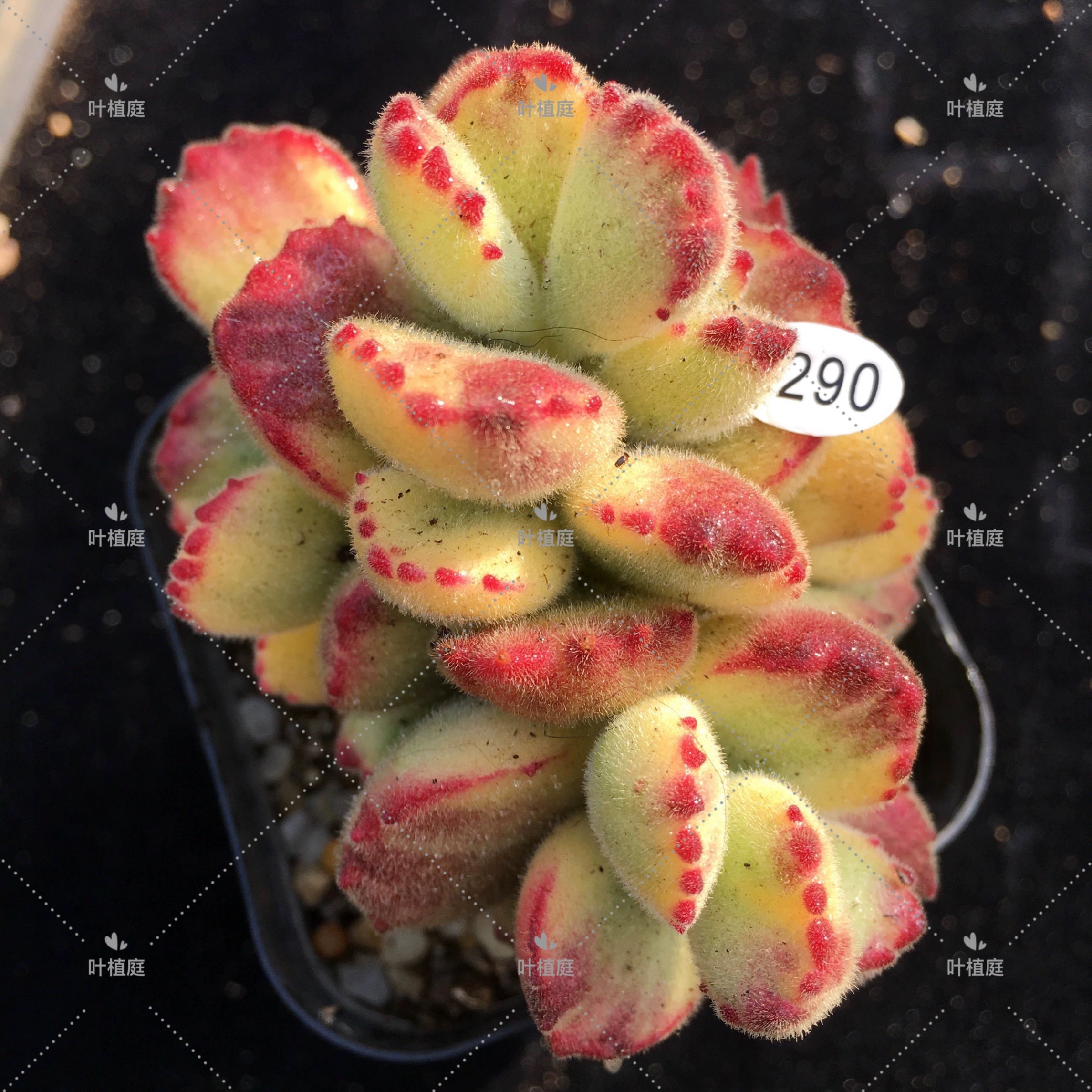 叶植庭多肉【品种名：白熊/彩虹熊】一物一拍,鲜花速递/花卉仿真/绿植园艺,多肉植物,淘宝优惠券,粉丝福利购,淘宝优惠卷