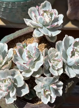 叶植庭多肉【伯克利锦】一物一拍 云南昆明发货