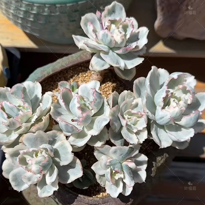 叶植庭多肉【伯克利锦】一物一拍 云南昆明发货2