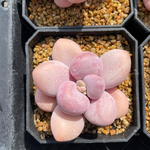 叶植庭【品种名：大白兔小】（单双头）大叶奶系列一物一拍昆明-2