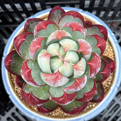 叶植庭【品种名：惊鸿仙子/卡西欧】一物一拍 昆明发货
