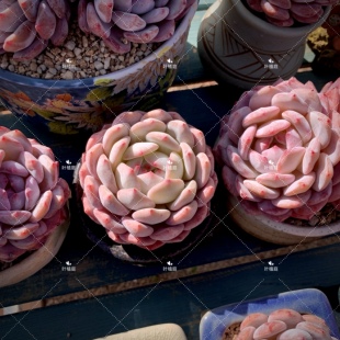 橙梦露 一物一拍昆明 雪天使 橙子 补 星影 叶植庭