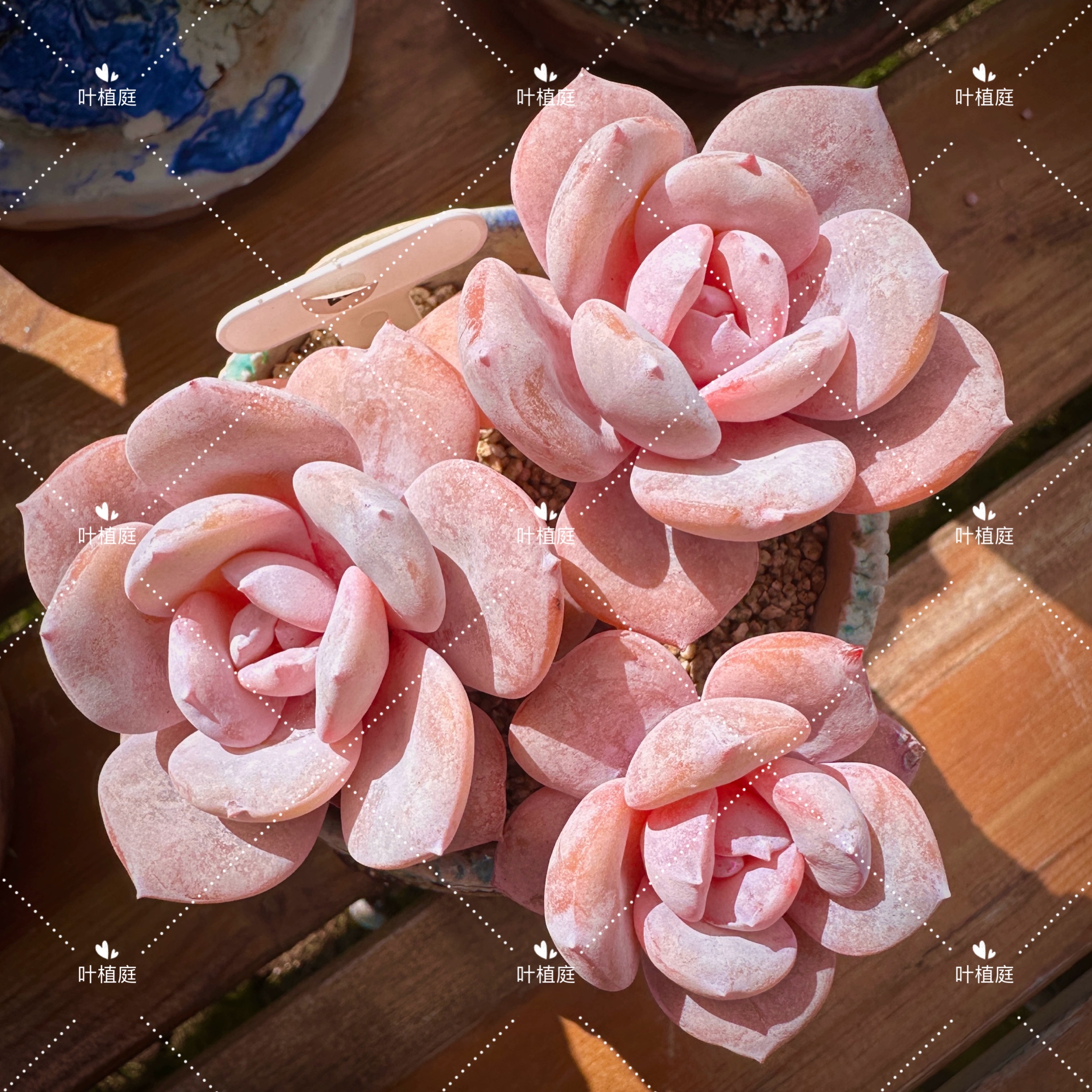 叶植庭多肉【奶茶多头】一物一拍昆明发货 补
