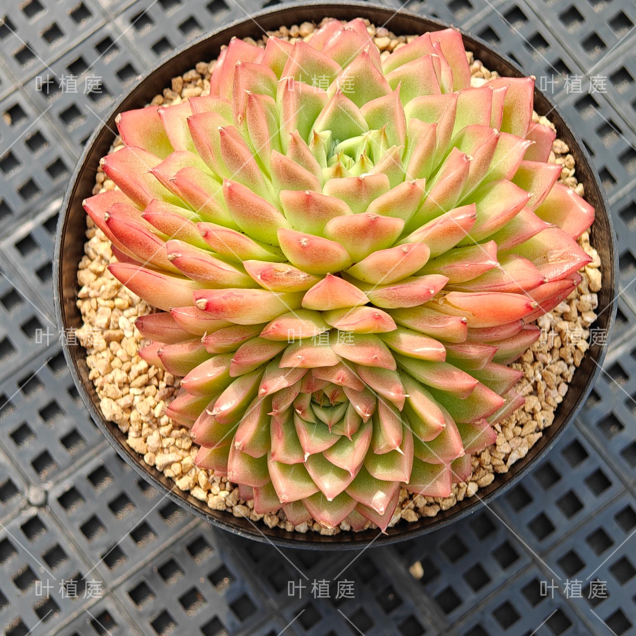 叶植庭多肉【苏珊麦秆】麦秆系列 一物一拍 昆明发货