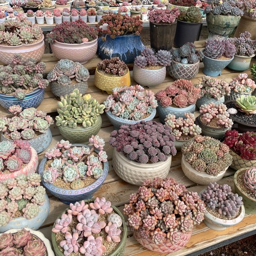 叶植庭【代客出-1号台】一物一拍 寄养过 时间成本 状态好 捡漏