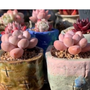 叶植庭多肉【品种：香水】（小单双头）美人系 一物一拍昆明发-1