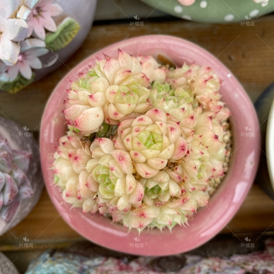 叶植庭多肉【品种名：蝴蝶叶】麦秆系列一物一拍云南昆明