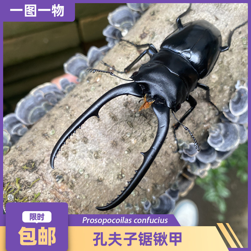 孔夫子锯锹甲活体甲虫成虫幼虫独角仙锹甲昆虫爬虫宠物