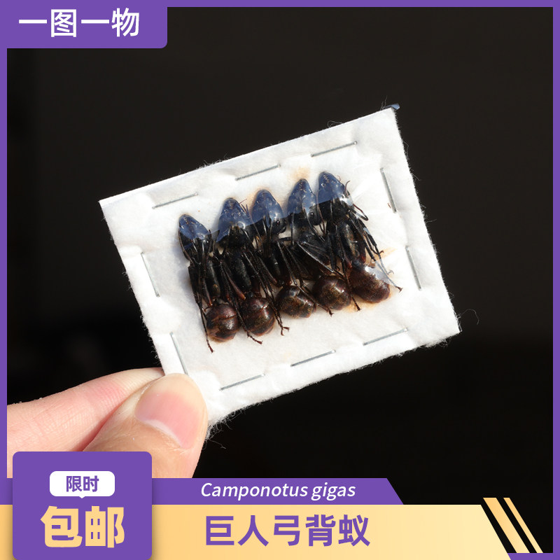 巨人弓背蚁/巨人恐蚁camponotus gigas原虫标本科研昆虫甲虫标本