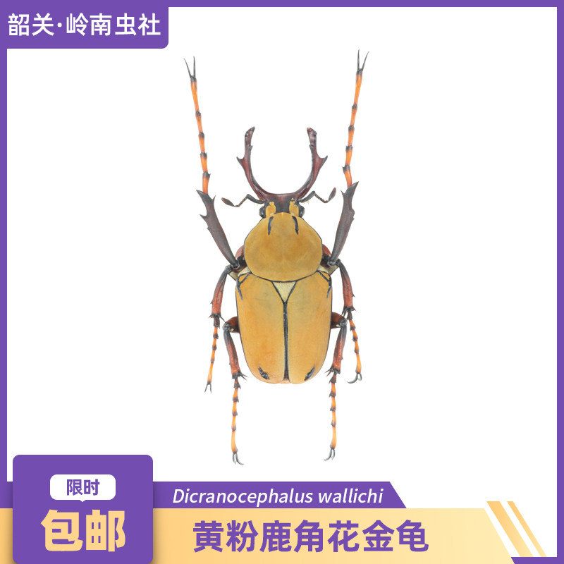 黄粉鹿角花金龟宽带鹿角花金龟原虫标本昆虫科研真昆虫甲虫标本