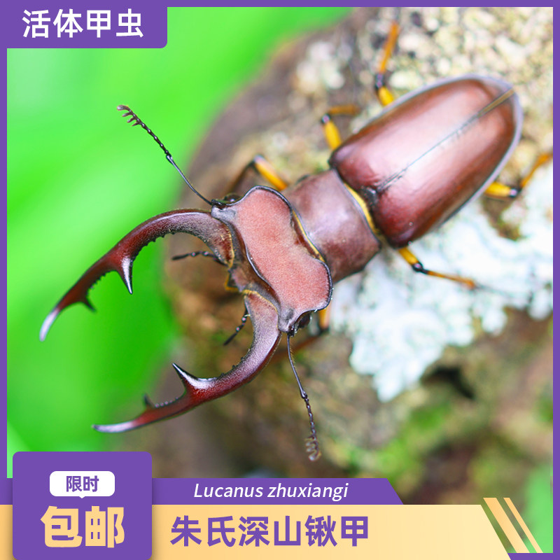 【标本】朱氏深山锹甲锹形虫甲虫宠物独角仙姬兜锹甲花金龟夹子虫