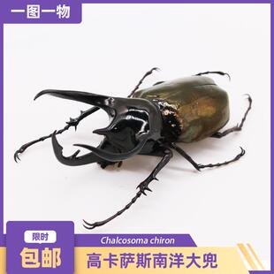 高卡萨斯南洋大兜虫Chalcosoma chiron 大型甲虫标本 一图一物