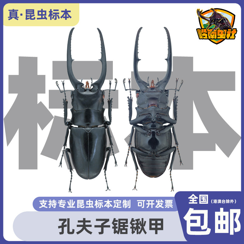 孔夫子锯锹甲Prosopocoilus confucius原虫标本科研真昆虫甲虫