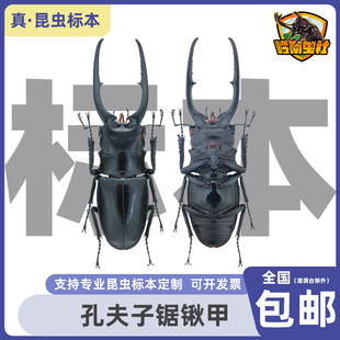 孔夫子锯锹甲Prosopocoilus confucius原虫标本科研真昆虫甲虫