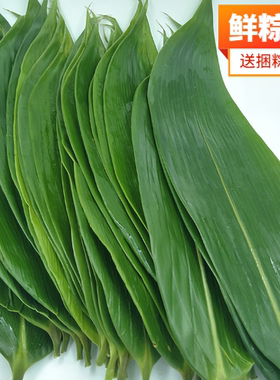 新鲜大粽叶野生箬叶现摘大号粽子叶家用天然大粽叶端午箬竹叶批发