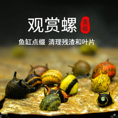 观赏螺除藻工具淡水苹果斑马杀手