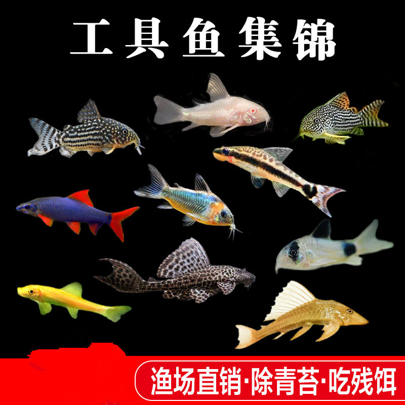 观赏鱼活体老鼠鱼清洁工具鱼淡水