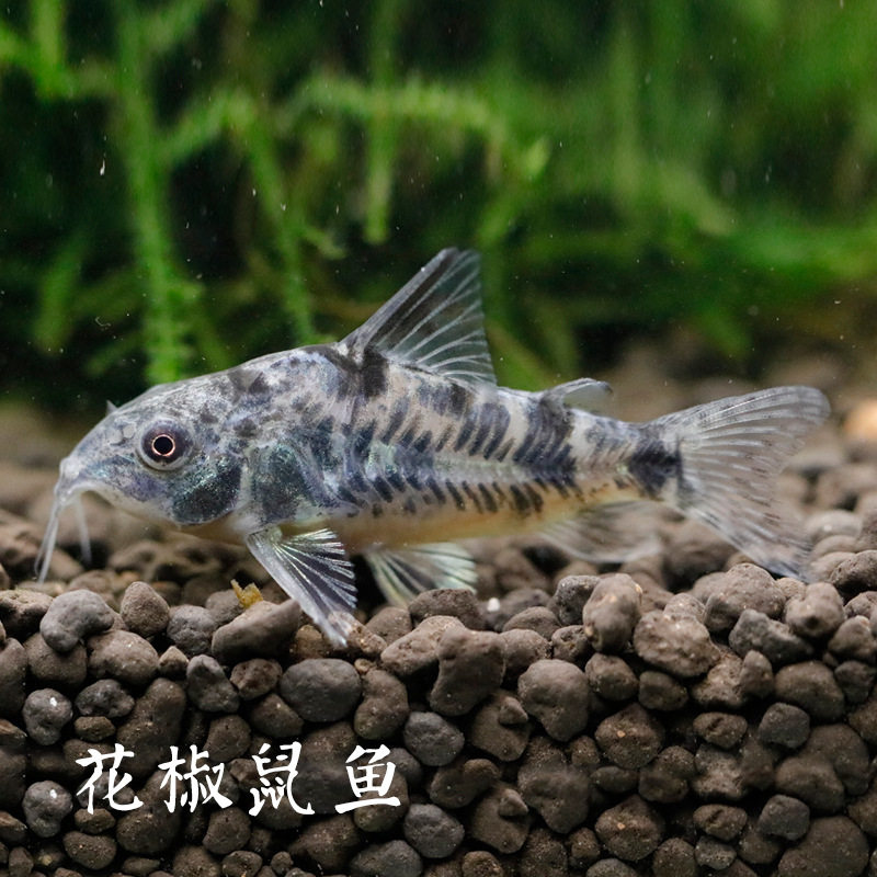 花鼠鱼活体花椒鼠工具鱼底栖清道