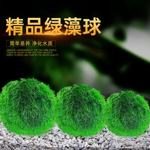 鱼缸水族箱造景水草海藻球生态球