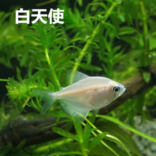 白衣鱼活体白色热带观赏鱼天使鱼草缸鱼群游渔场直销上海诚信渔场