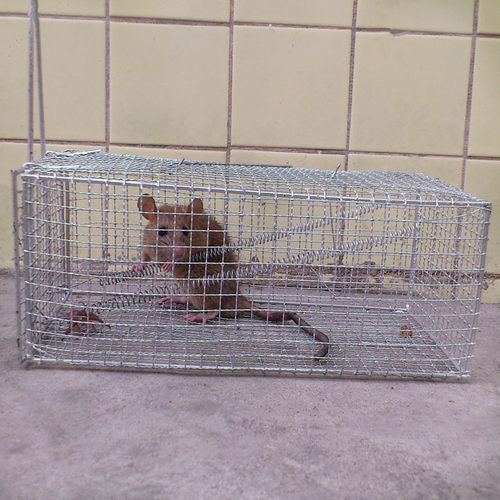 老鼠笼捕鼠笼捕鼠器铁丝网老鼠笼 - 封面