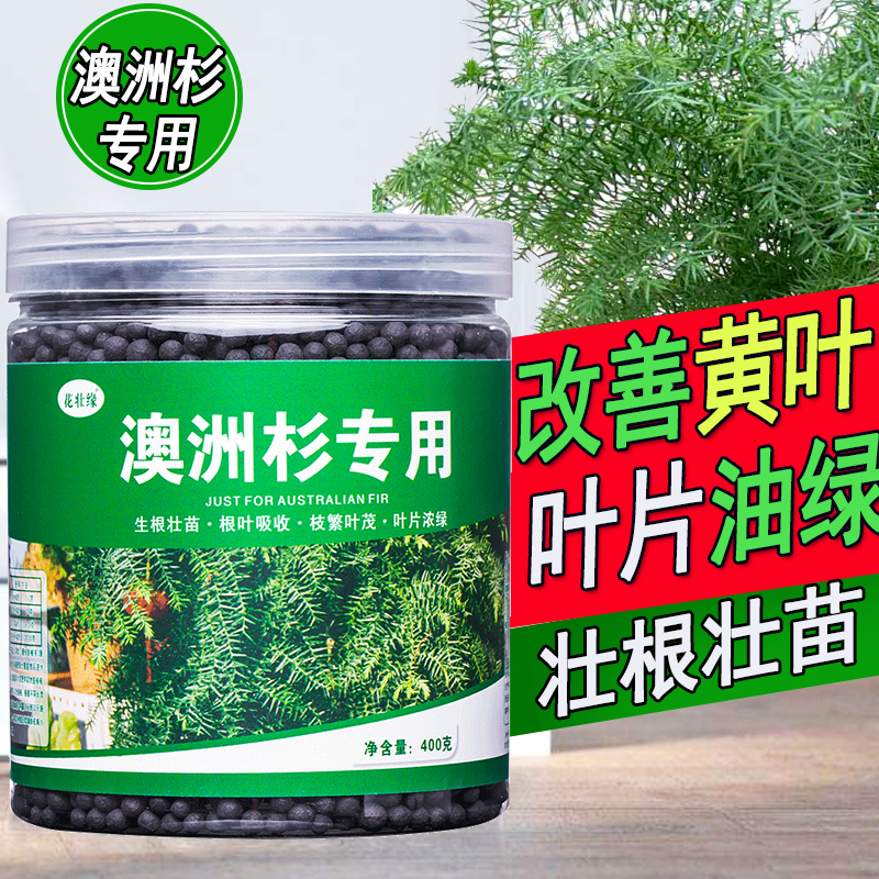 澳洲杉肥料促生长绿叶常青