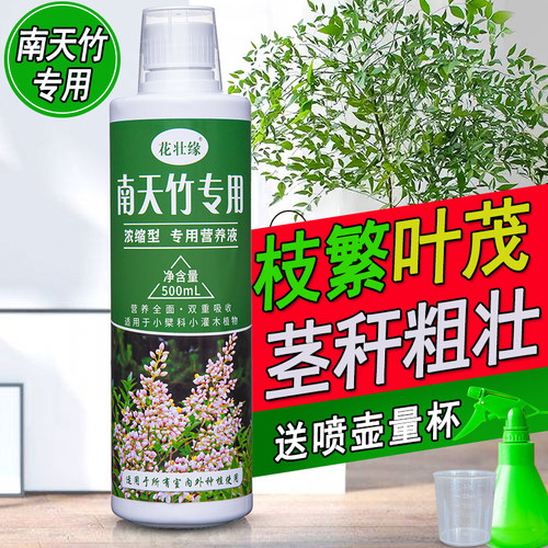 南天竹专用肥治黄叶干枯营养液