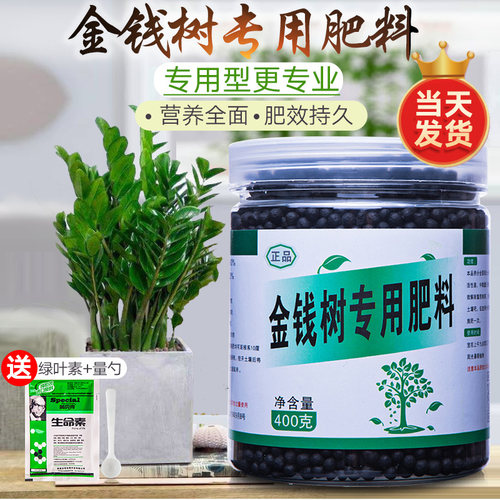 金钱树肥料专用营养液治疗黄叶