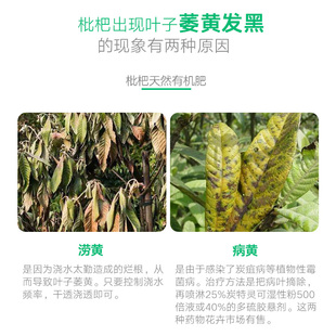 枇杷树专用肥枇杷树肥料有机肥树苗琵琶果树肥水溶肥花肥复合肥