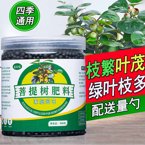 菩提树肥料防治黄叶枯叶促生长