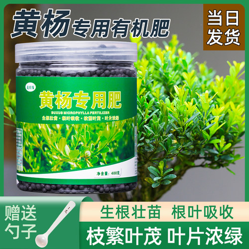 黄杨专用肥料盆景营养肥改善黄叶