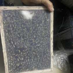 中蜂蜂群带王蜜蜂活体养殖带子脾阿坝中蜂带蜂箱中华土蜂出售笼蜂