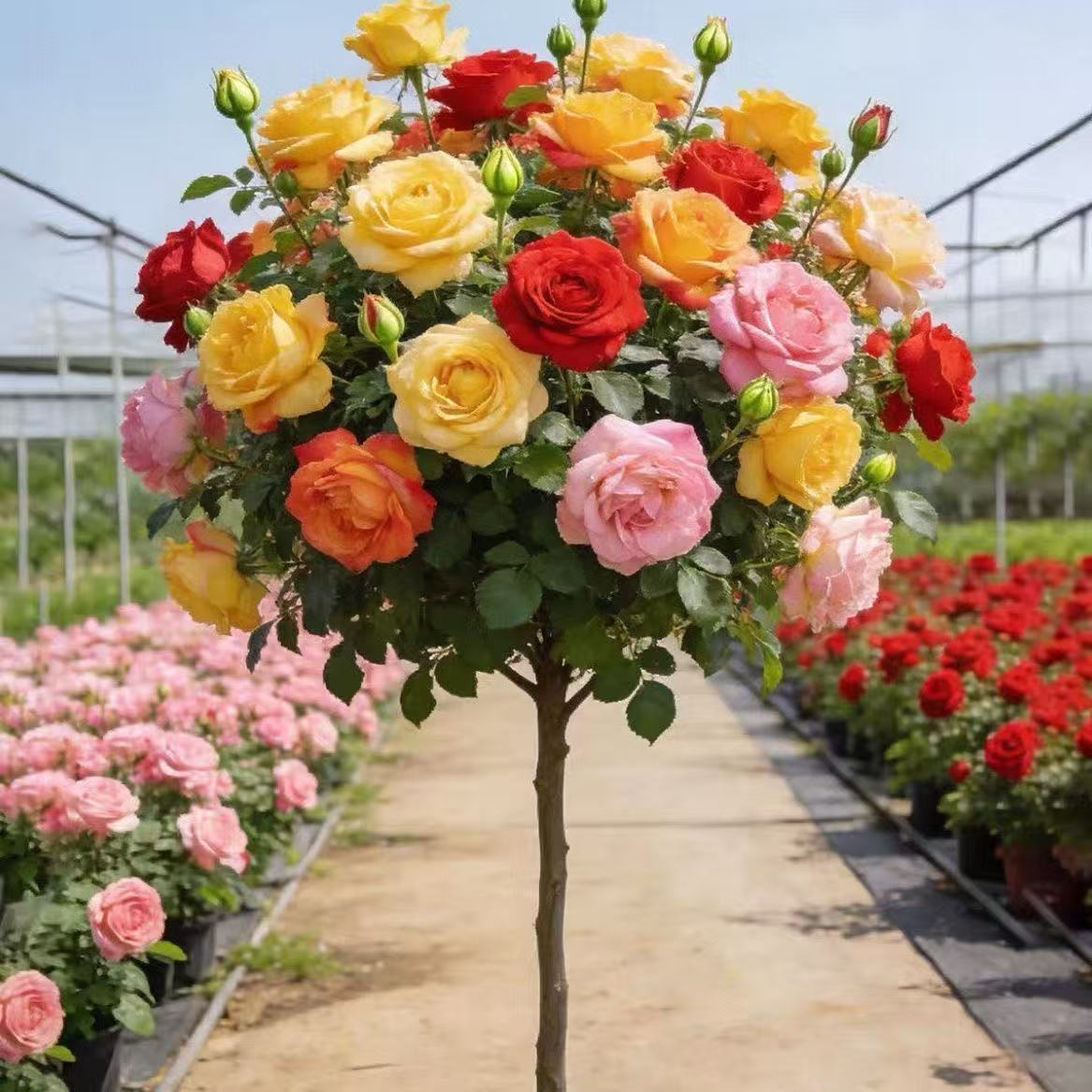 棒棒糖树桩月季花基地直发批发价直播间一物一拍
