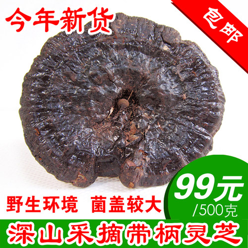 韶关特产正品干货有柄包邮灵芝