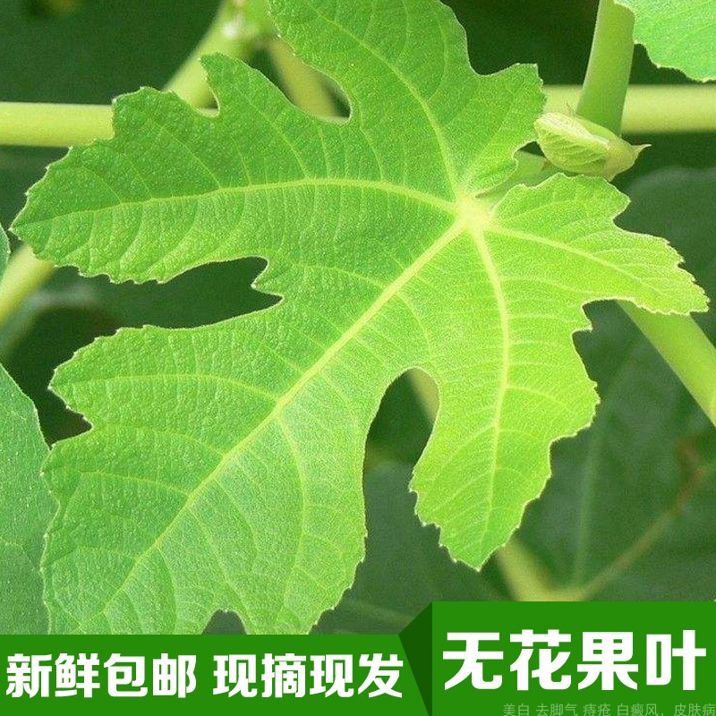 12月02日最新优惠新鲜无花果叶茎无花果叶子500克包邮,活动专用款