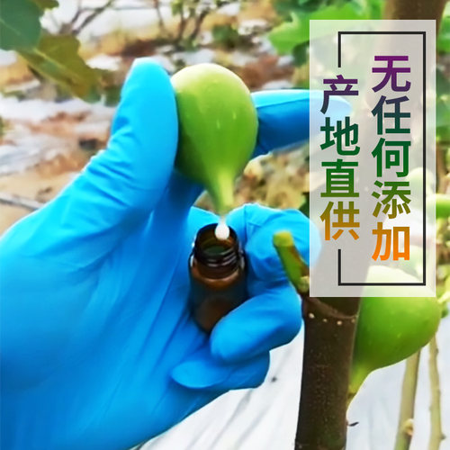 无花果叶子白汁原浆新鲜